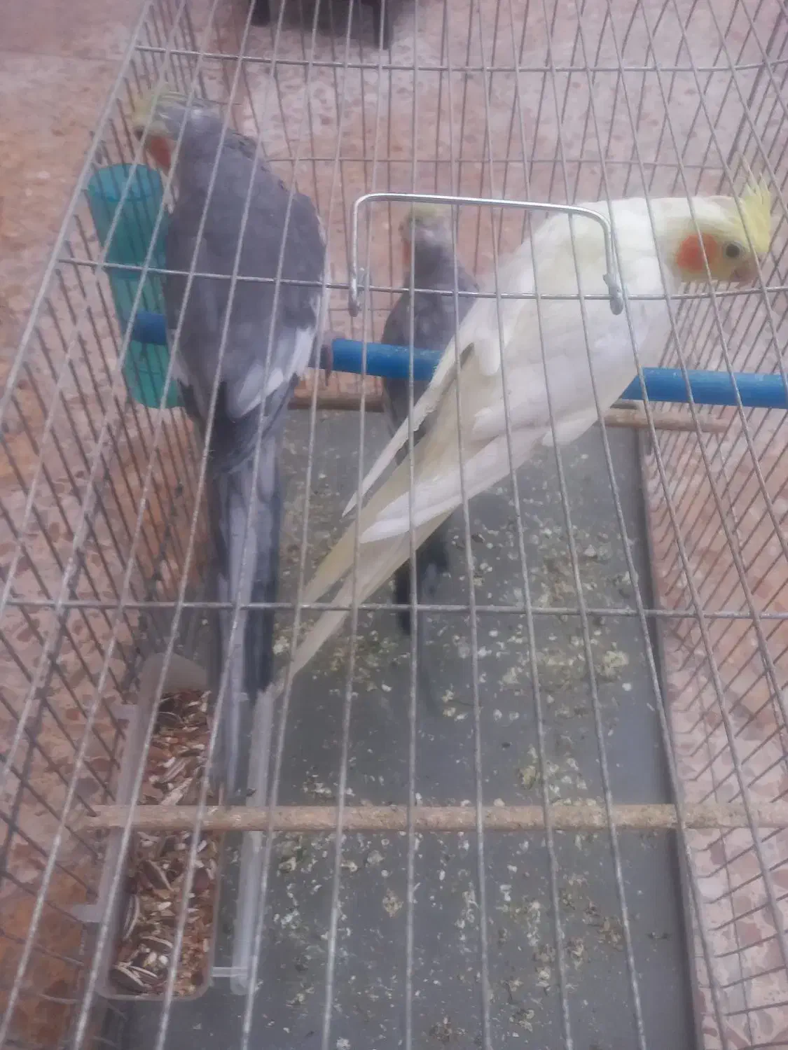 طوطی عروس جوان تازه بالغ|پرنده|بهبهان, |دیوار