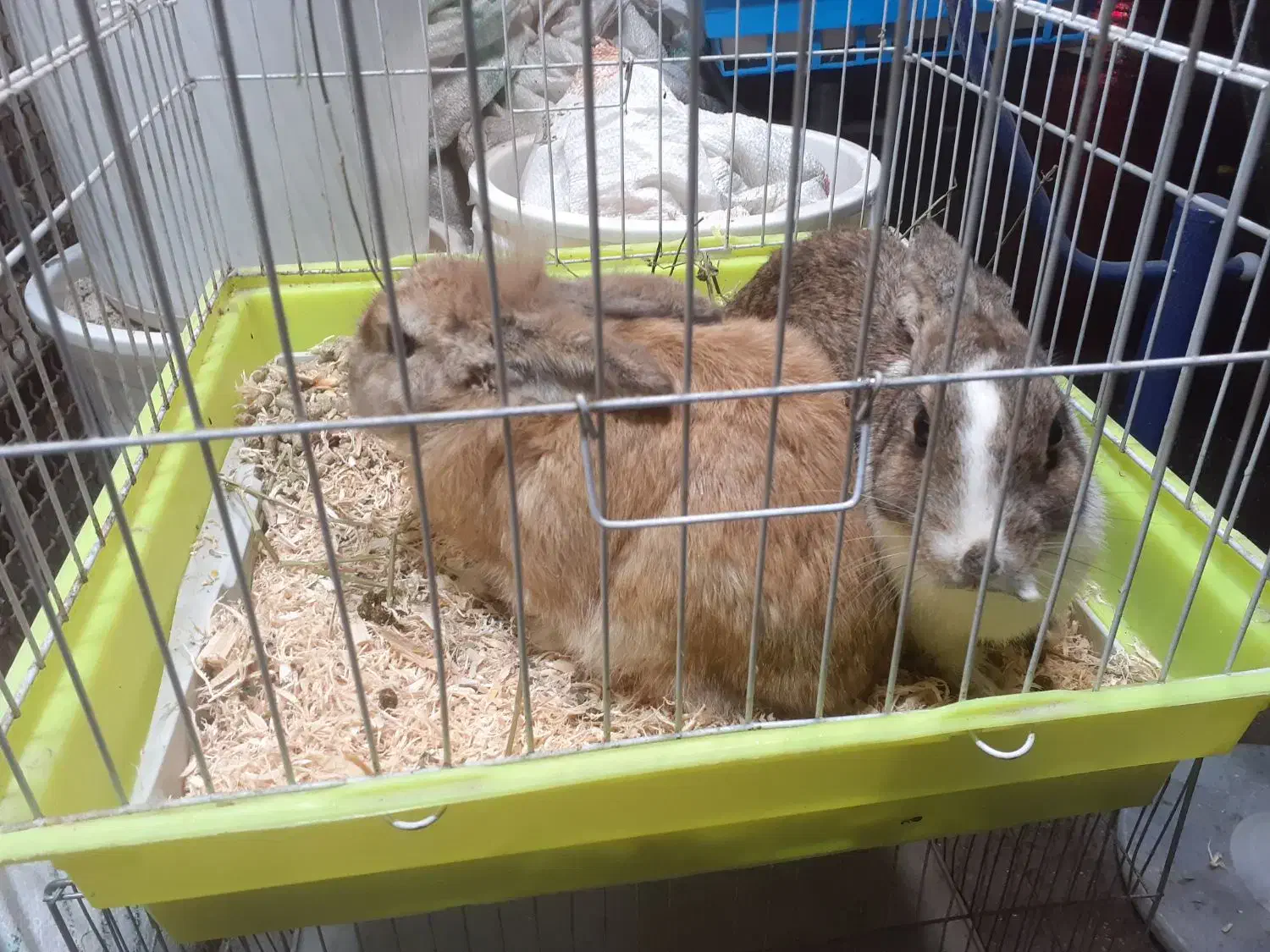 خرگوش|موش و خرگوش|رشت, منظریه|دیوار