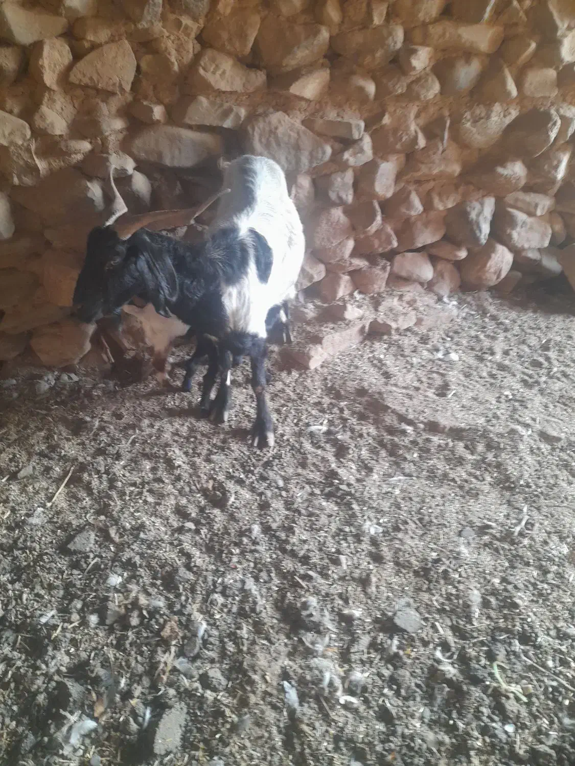 بز دوقلو به شرط شیر|حیوانات مزرعه|سبزوار, قصبه غربی|دیوار