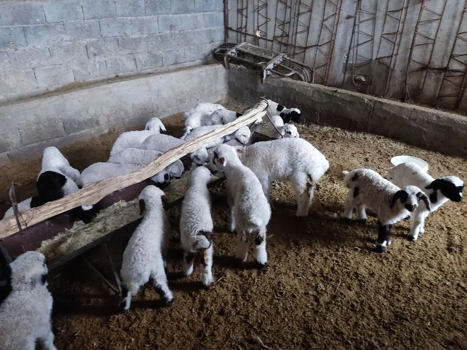 دامداری رهن و اجاره گوسفند و گاو|اجارهٔ دفتر صنعتی، کشاورزی، تجاری|شهرضا, |دیوار