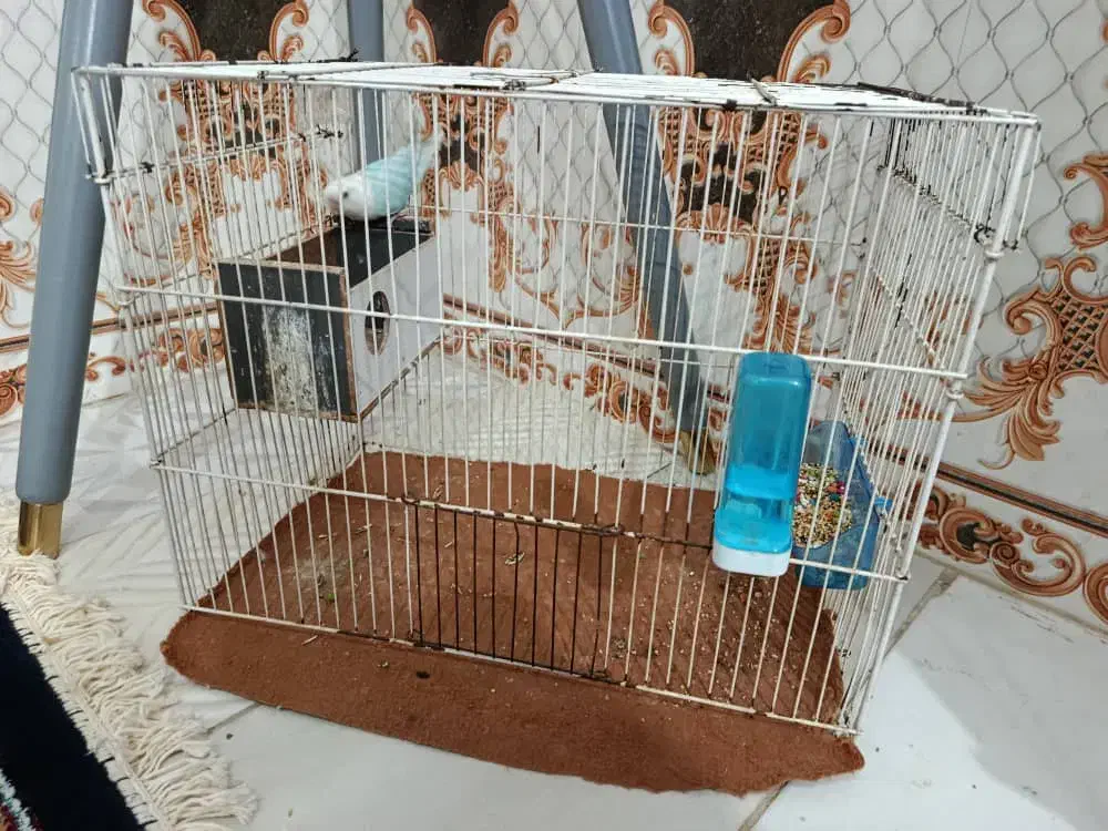 کوتوله آبی|پرنده|زابل, |دیوار