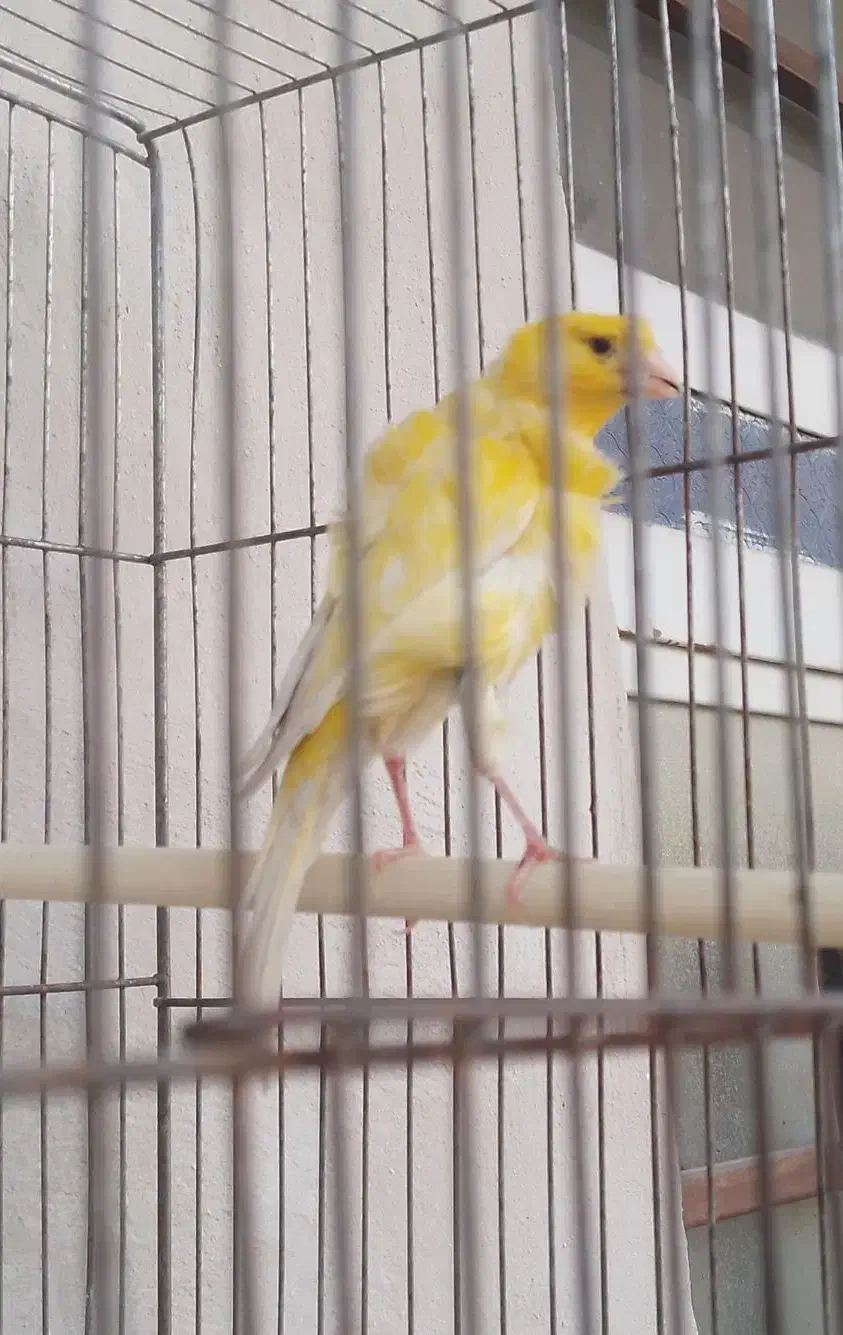 قناری (معاوضه)|پرنده|سبزوار, قصبه اب یمین|دیوار