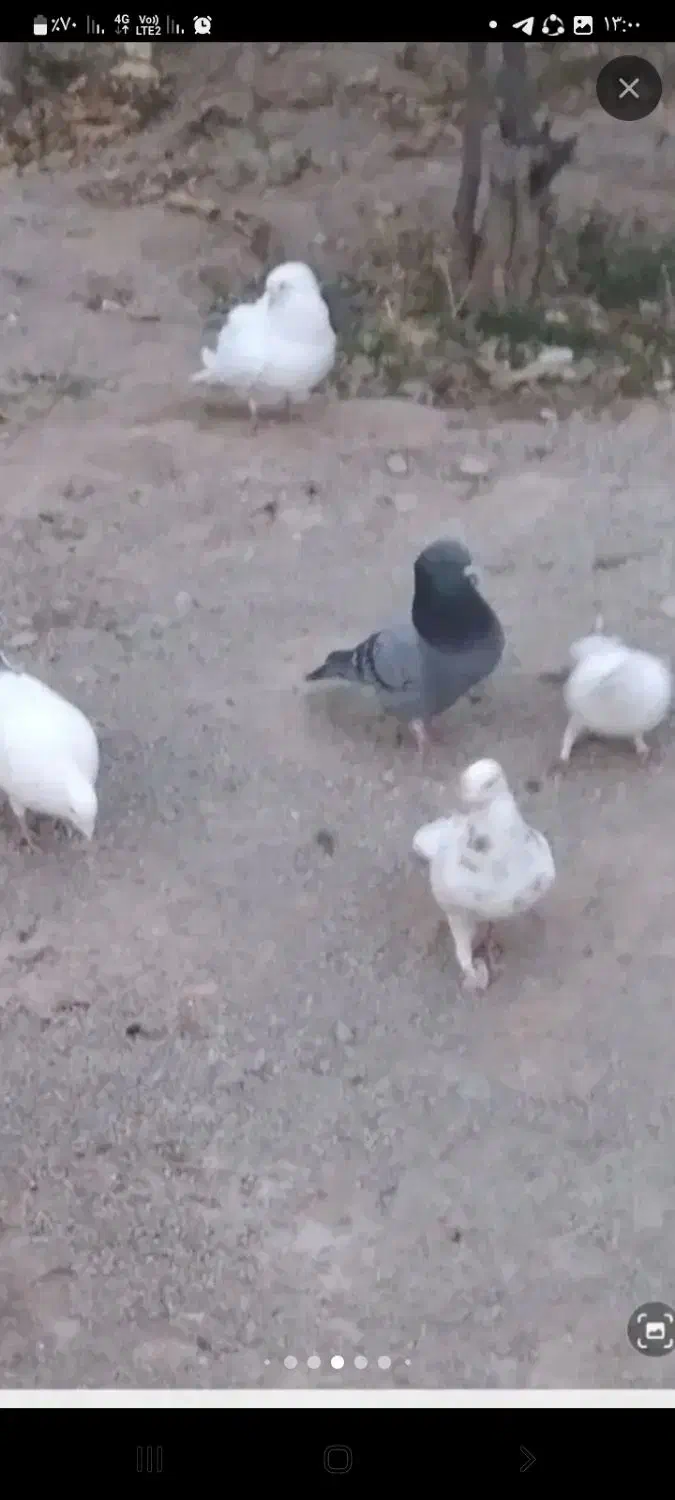 کفتر|پرنده|آبیک, |دیوار