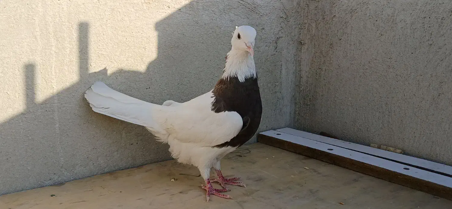 طوقی نر|پرنده|شاهین‌شهر, نسیم ۵|دیوار