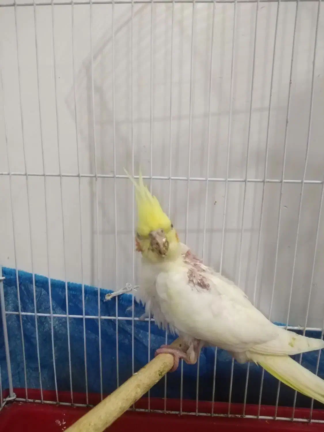 جوجه عروس هلندی لوتینو|پرنده|امیدیه, |دیوار