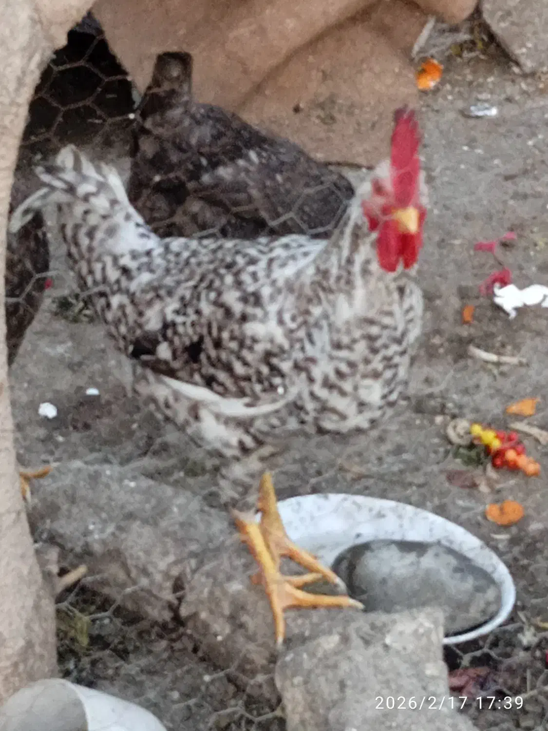 خروس|حیوانات مزرعه|گتوند, |دیوار