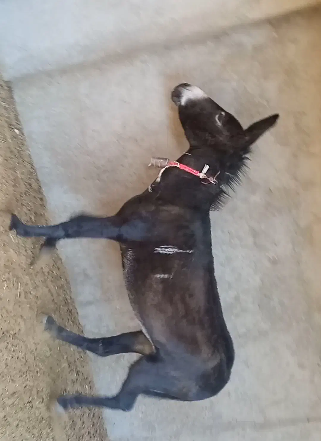 خر الاغ|حیوانات مزرعه|برخوار, |دیوار