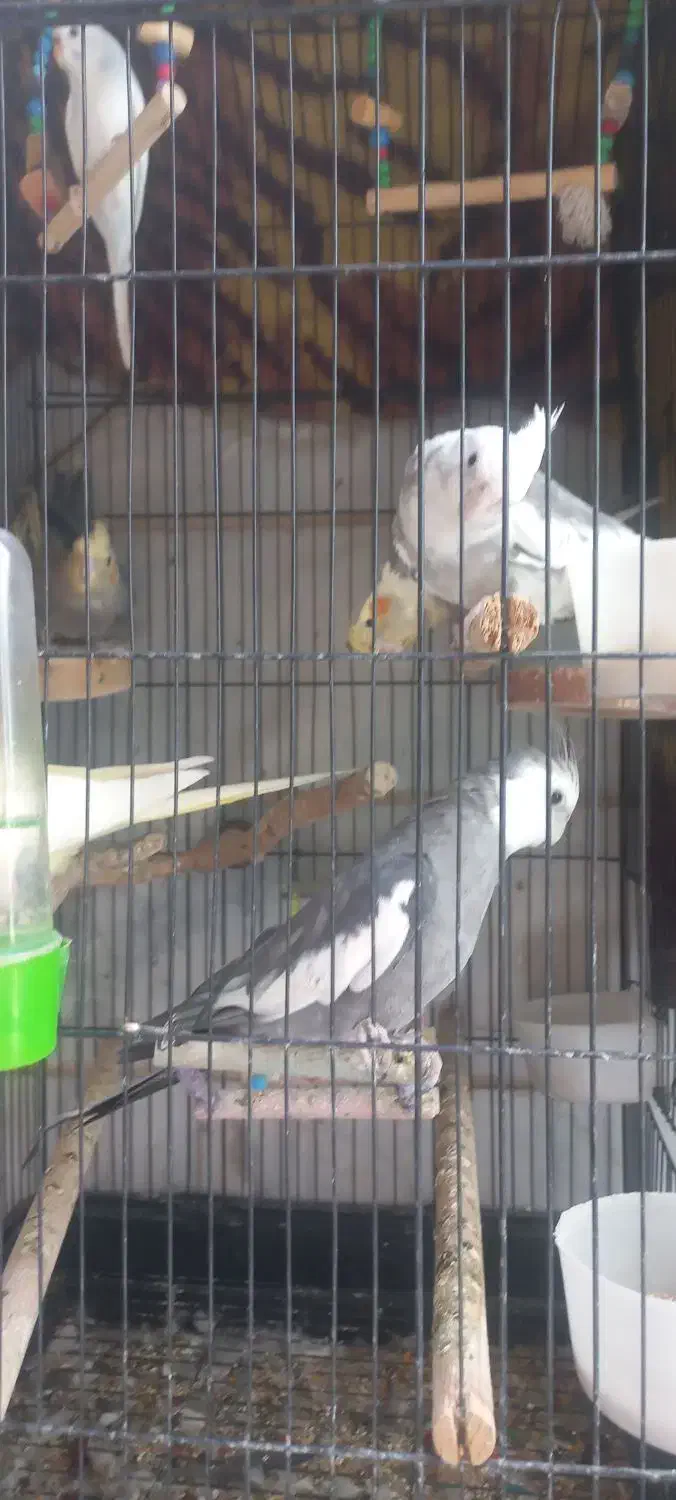 فروش عروس هلندی|پرنده|ملارد, |دیوار