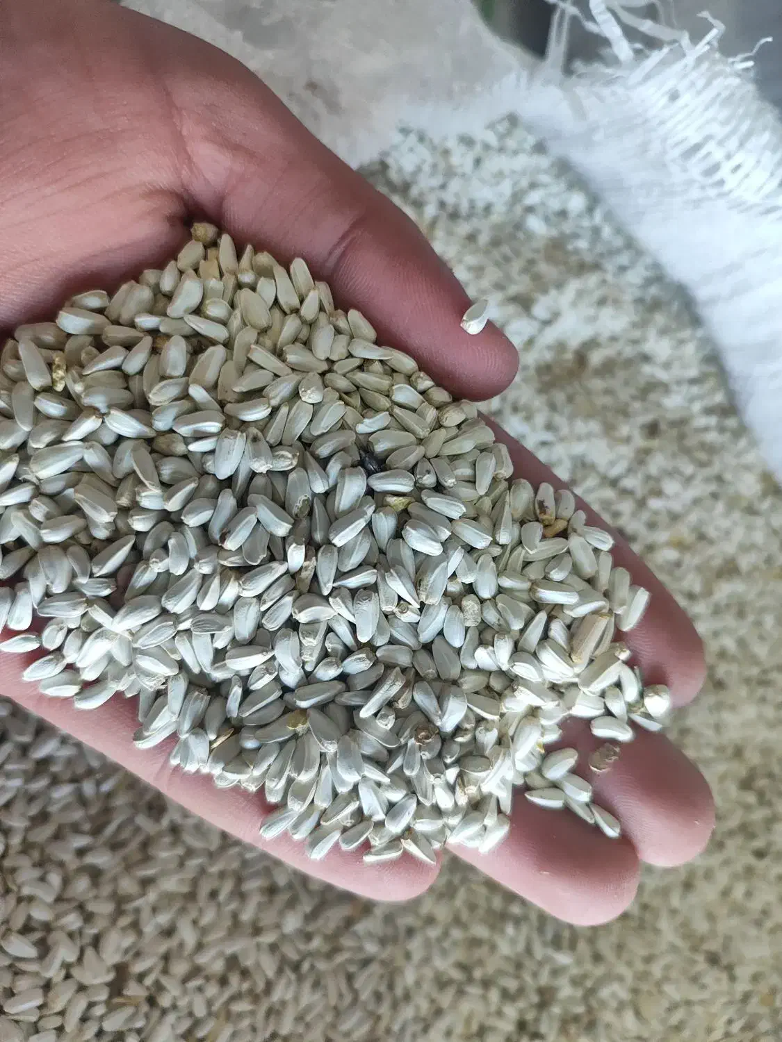 گلرنگ|عمده‌فروشی|رحمت‌آباد, |دیوار