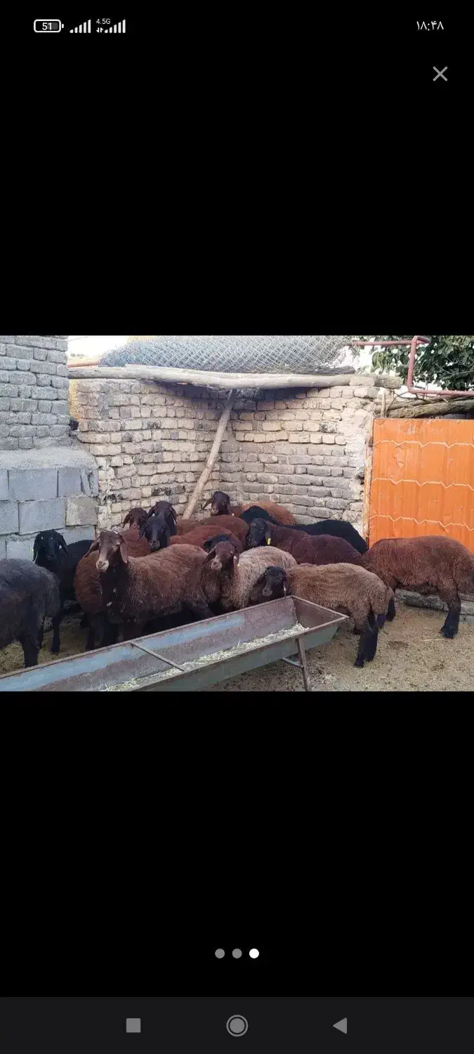 گوسفند زنده همراه با ۸۰ درصد تخفیف ویژه|حیوانات مزرعه|مشهد, کوثر|دیوار