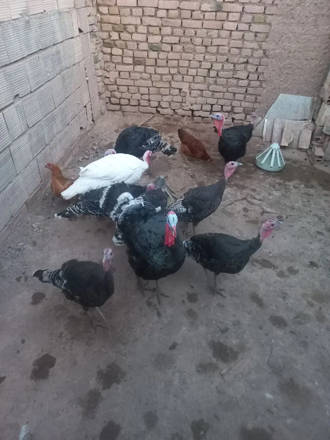 فروش بوقلمون جوان نر و ماده|حیوانات مزرعه|عطاملک, |دیوار