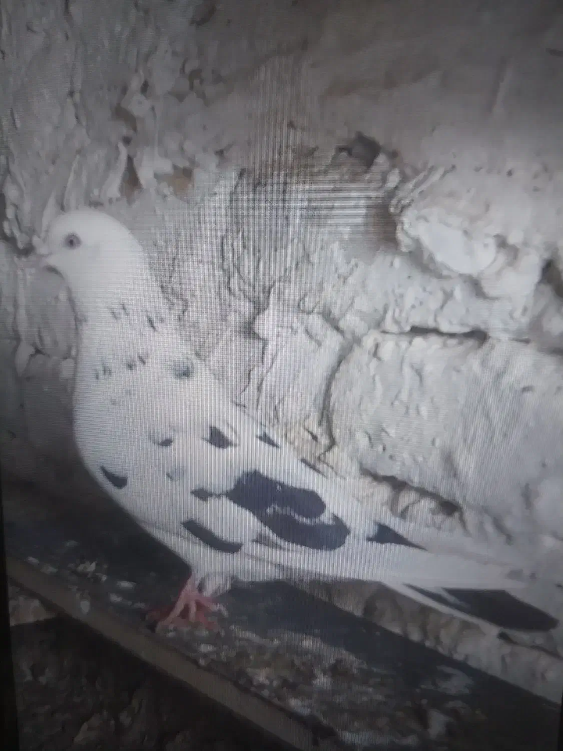 .کبوتر نرسوسکی زیربالش رنگ است دیروزگم شده|حیوانات|نیمروز, |دیوار