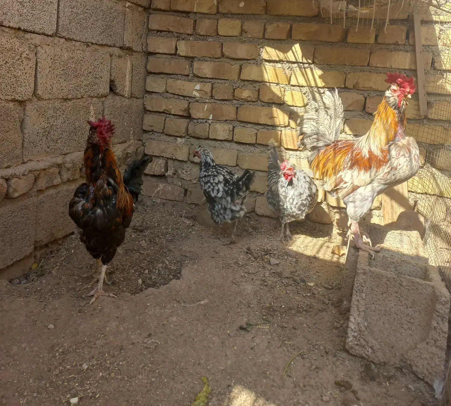 مرغ و خروس و اردک|حیوانات مزرعه|هشتگرد, هشتگرد قدیم|دیوار