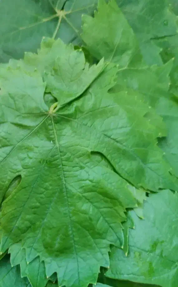 برگ مو|خوردنی و آشامیدنی|میاندوآب, |دیوار