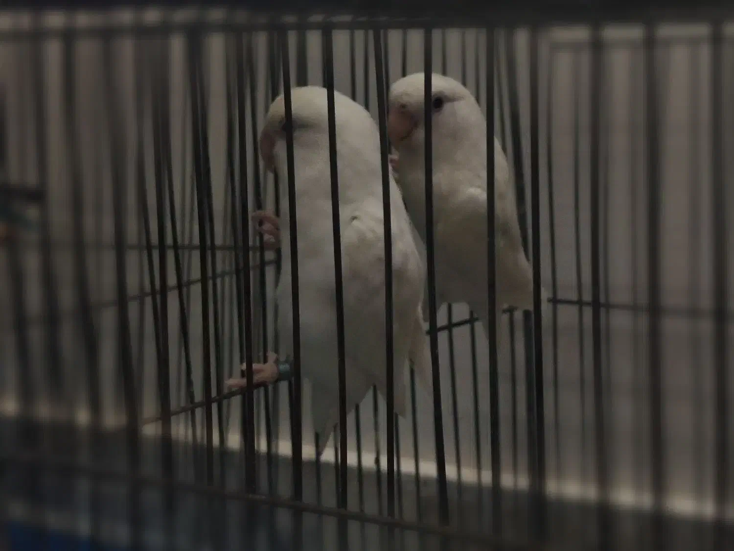 فروش پرنده|پرنده|خمینی‌شهر, |دیوار