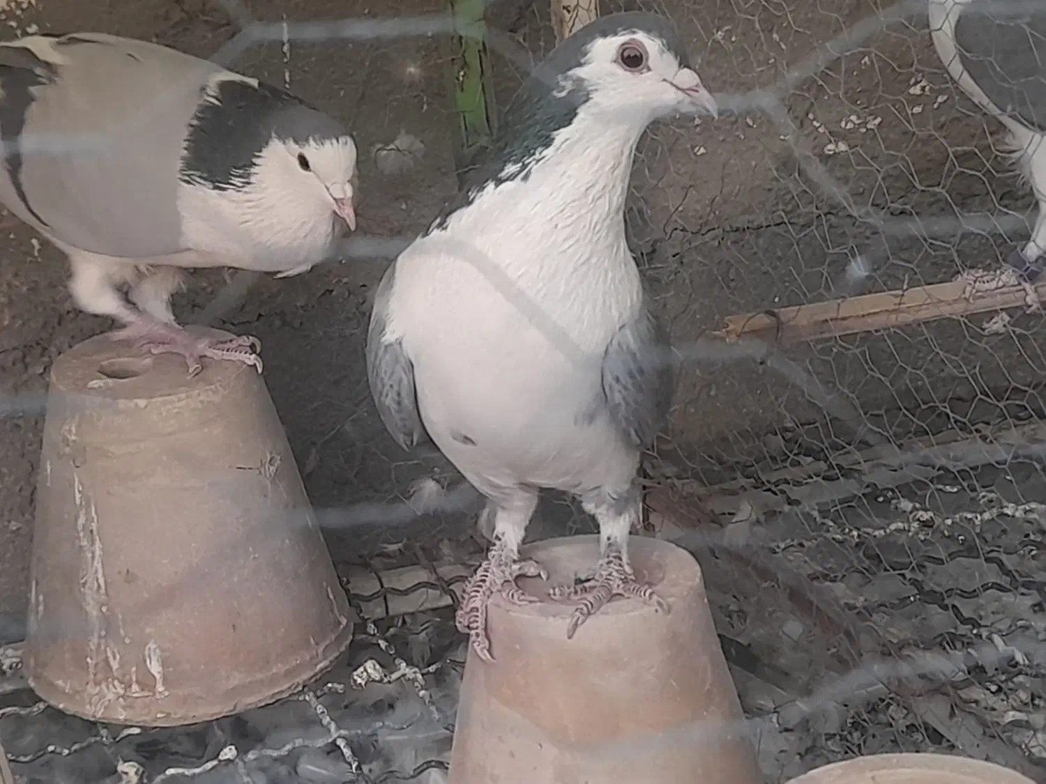 نر فولادی سر قدیم و نر خرقه|پرنده|برخوار, |دیوار