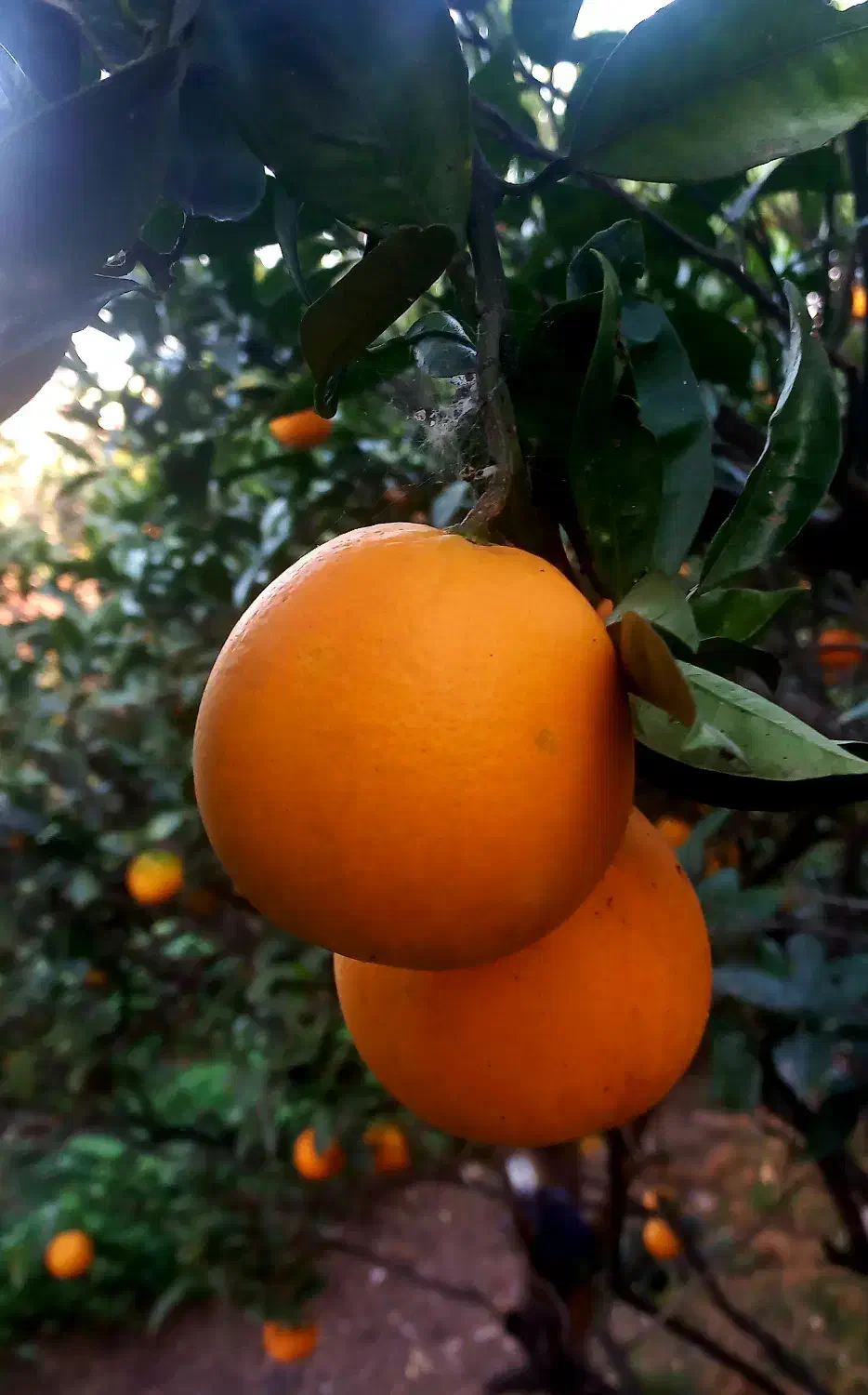 پرتقال تامسون ارگانیک درجه ۱|خوردنی و آشامیدنی|چالوس, |دیوار