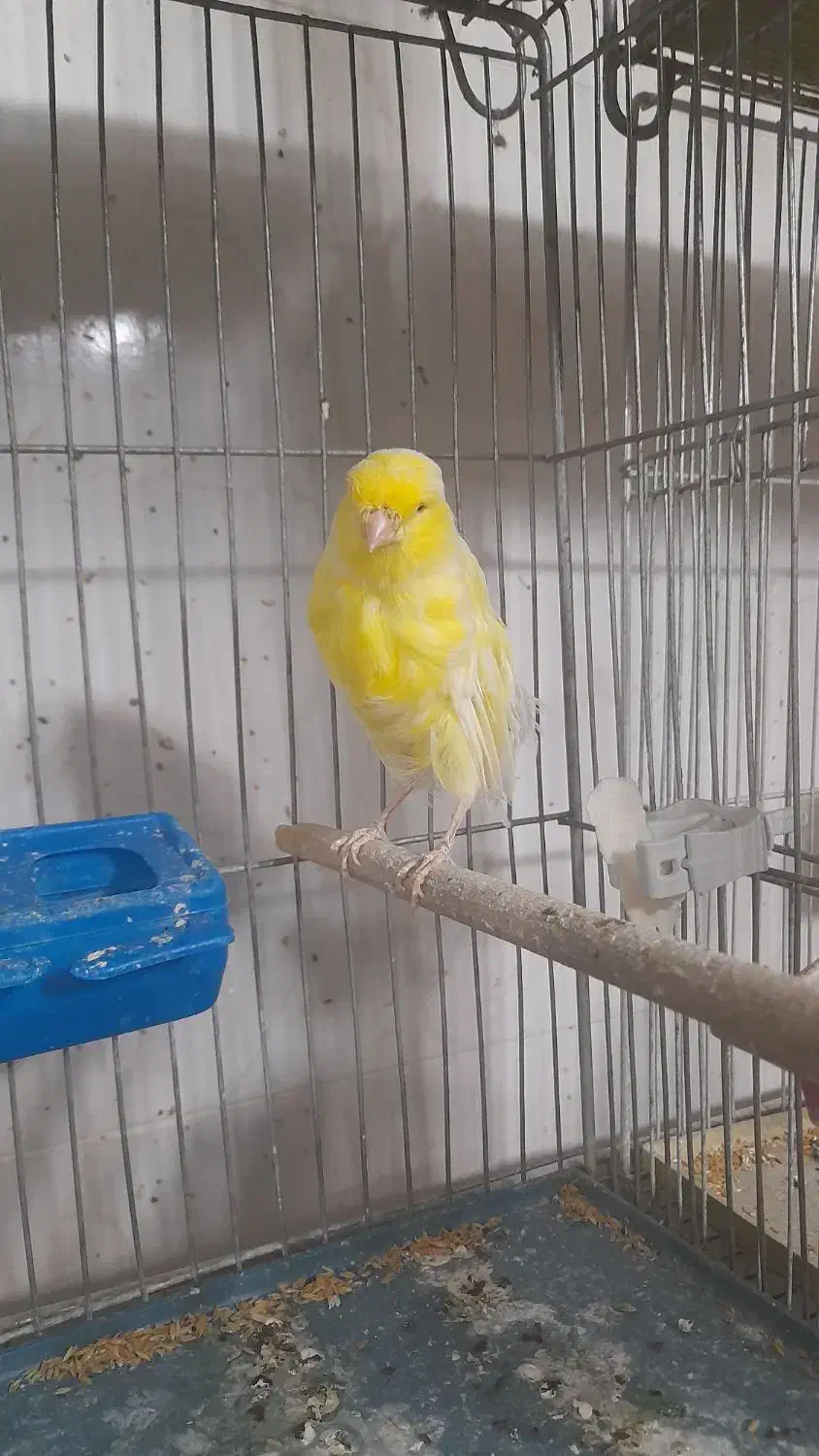 فروش تعدادی قناری ماده|پرنده|فولادشهر, مسکن مهر فولادشهر|دیوار