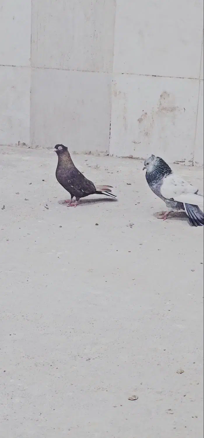 کبوتر رنگی|پرنده|شیراز, رکنآباد|دیوار