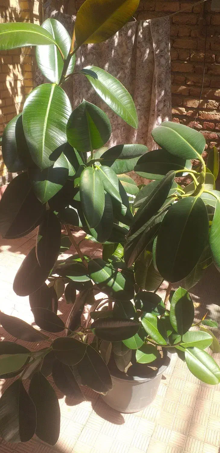 گل جو فیل|گل و گیاه طبیعی|اشنویه, |دیوار