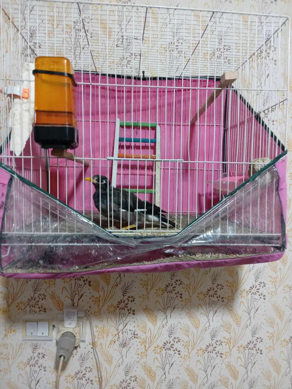 مینا|پرنده|مشهد, شهید قربانی|دیوار