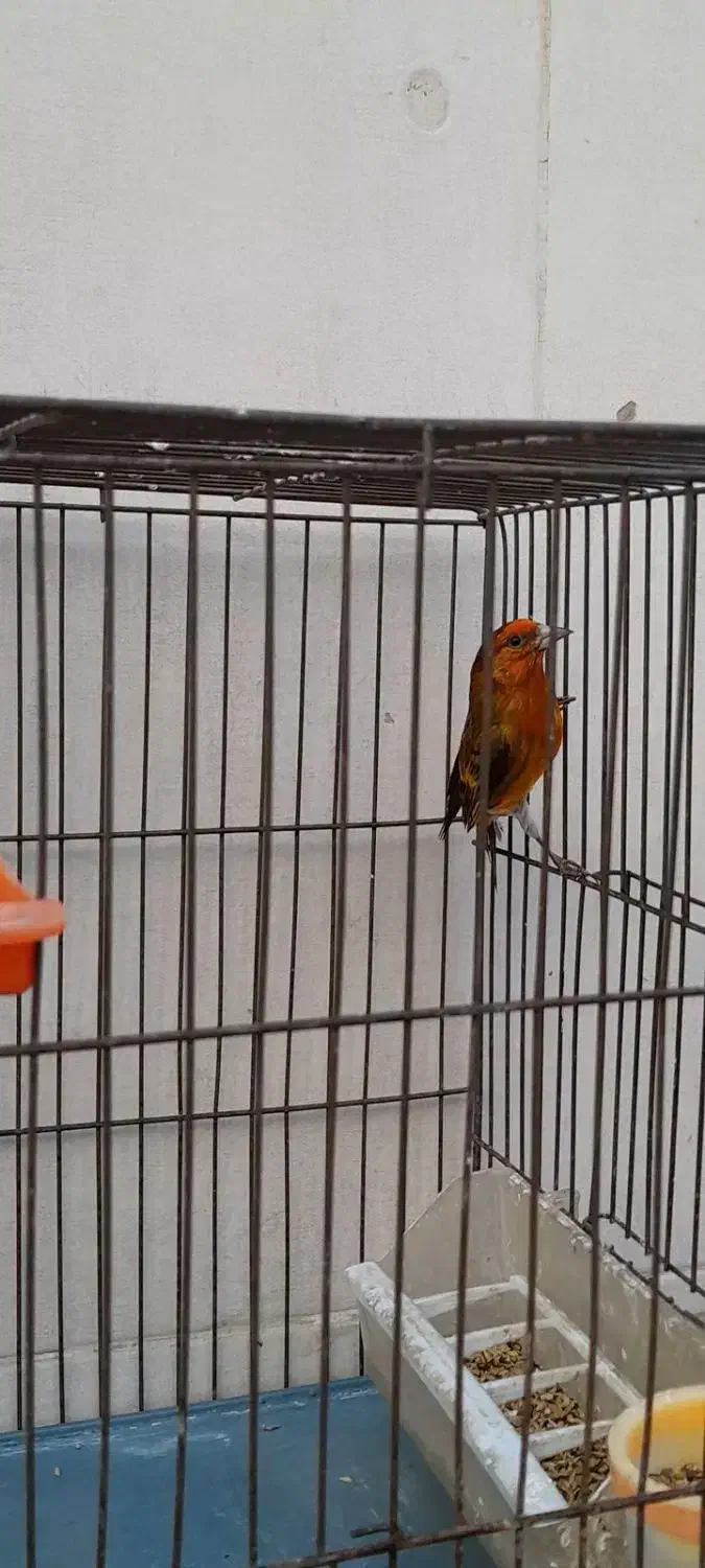 سهره قناری سرخ|پرنده|فسا, |دیوار