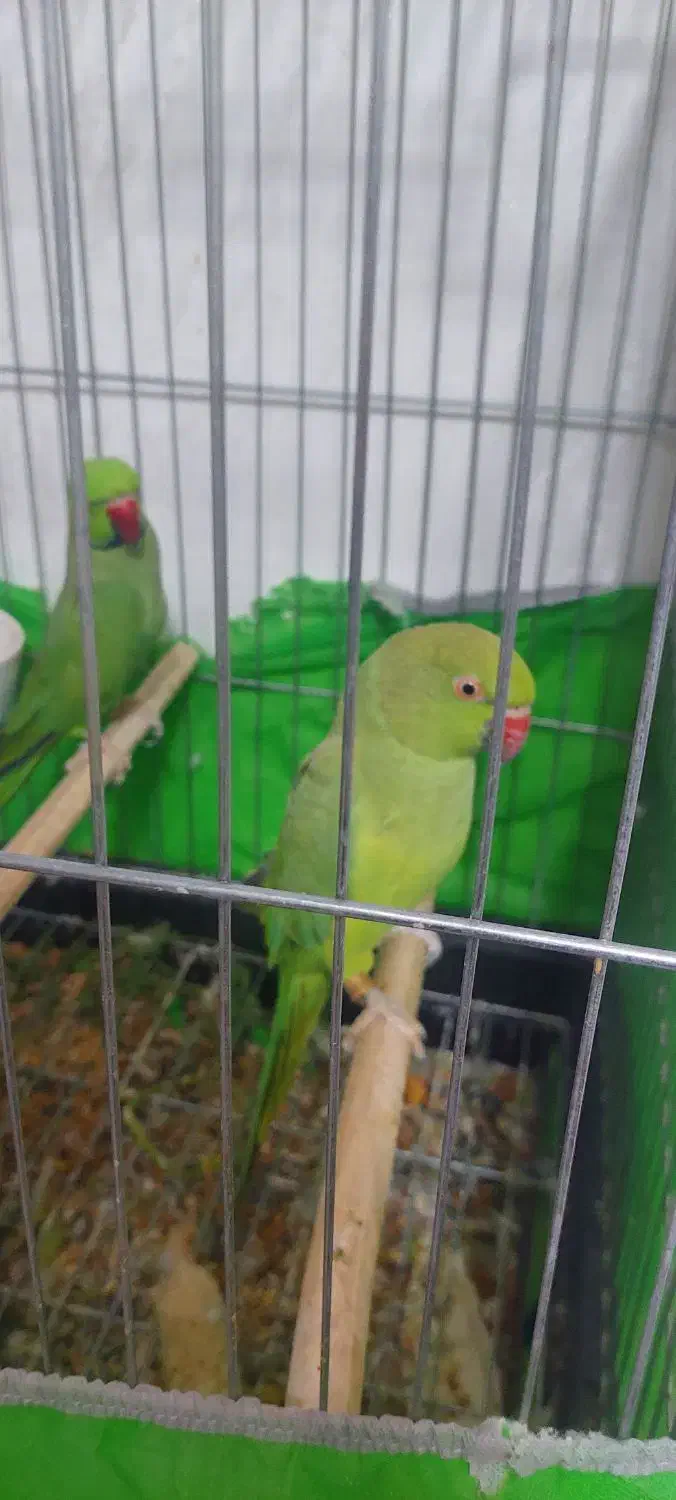 جفت طوطی ملنگو|پرنده|نسیمشهر, |دیوار