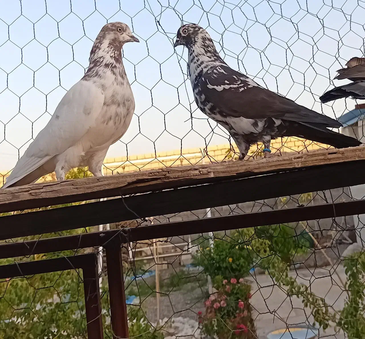 کبوتر|پرنده|سیرجان, |دیوار