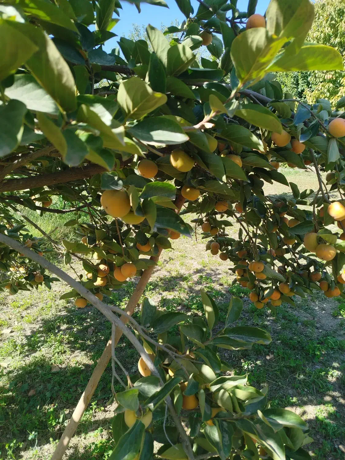 خرمالو سیبی ـ گوجه ای|خوردنی و آشامیدنی|درگز, |دیوار