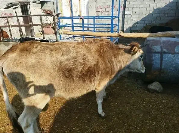 گوساله ماده گاو|حیوانات مزرعه|وحیدیه, |دیوار