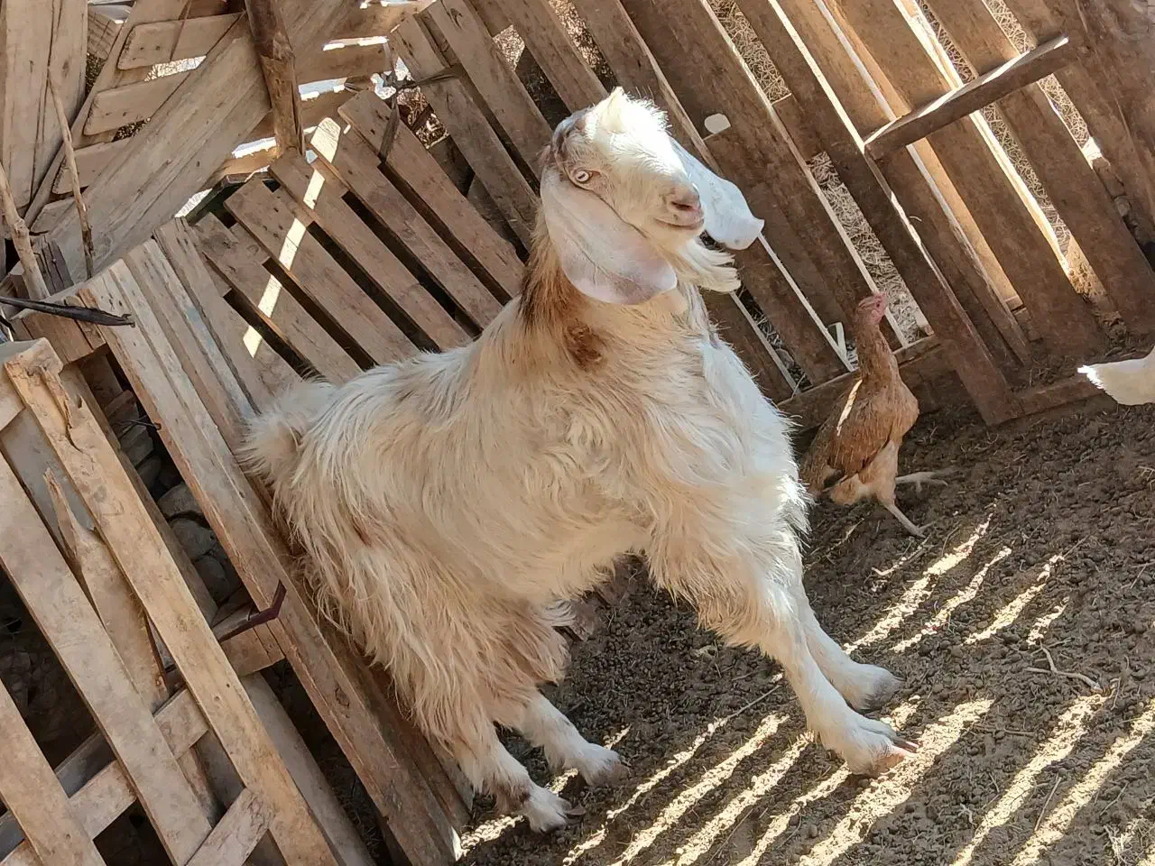 کهره نر و ماده|حیوانات مزرعه|زابل, |دیوار