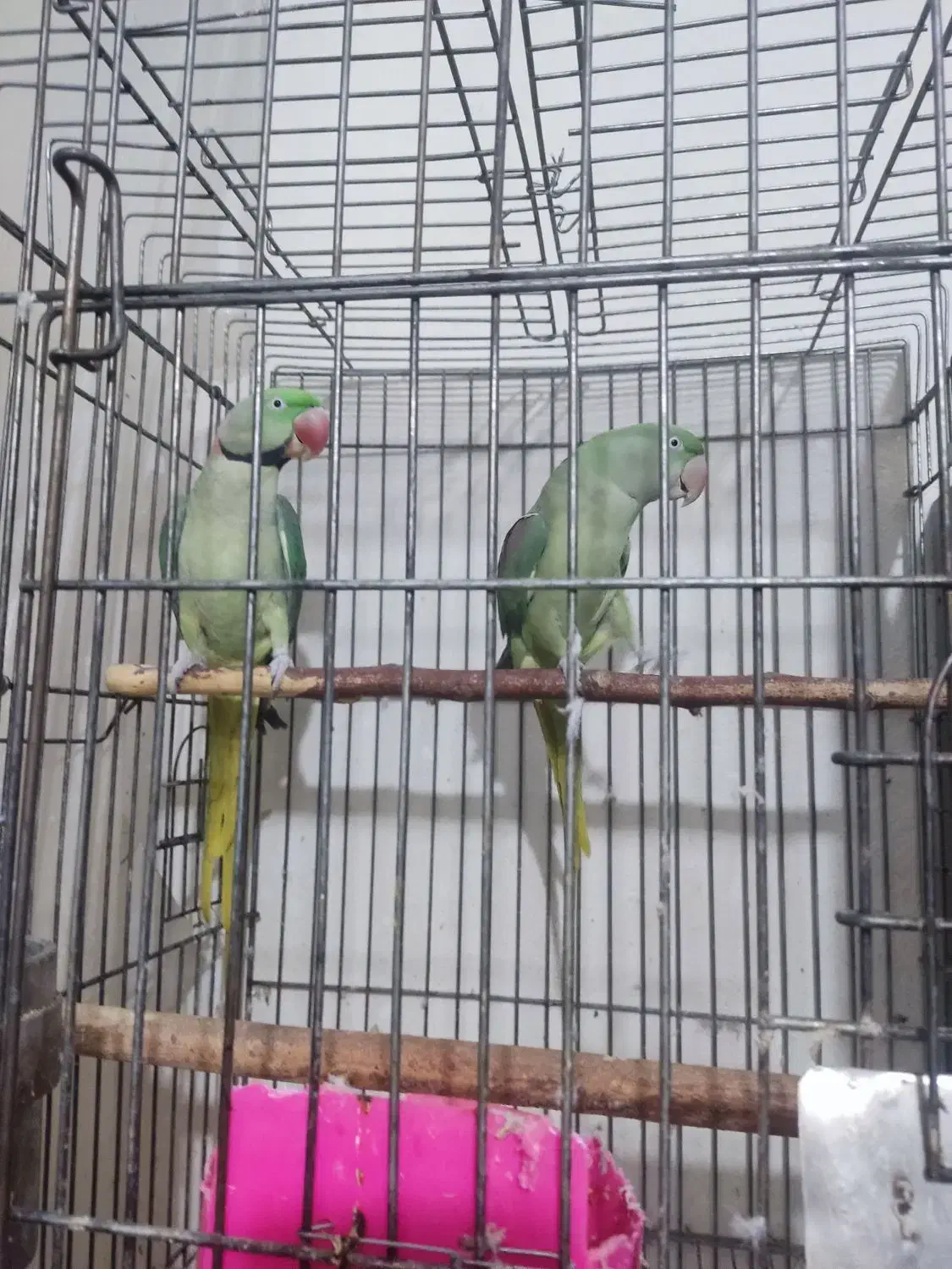 جفت مولد شاه طوطی با ضمانت کتبی|پرنده|نظرآباد, رسالت|دیوار