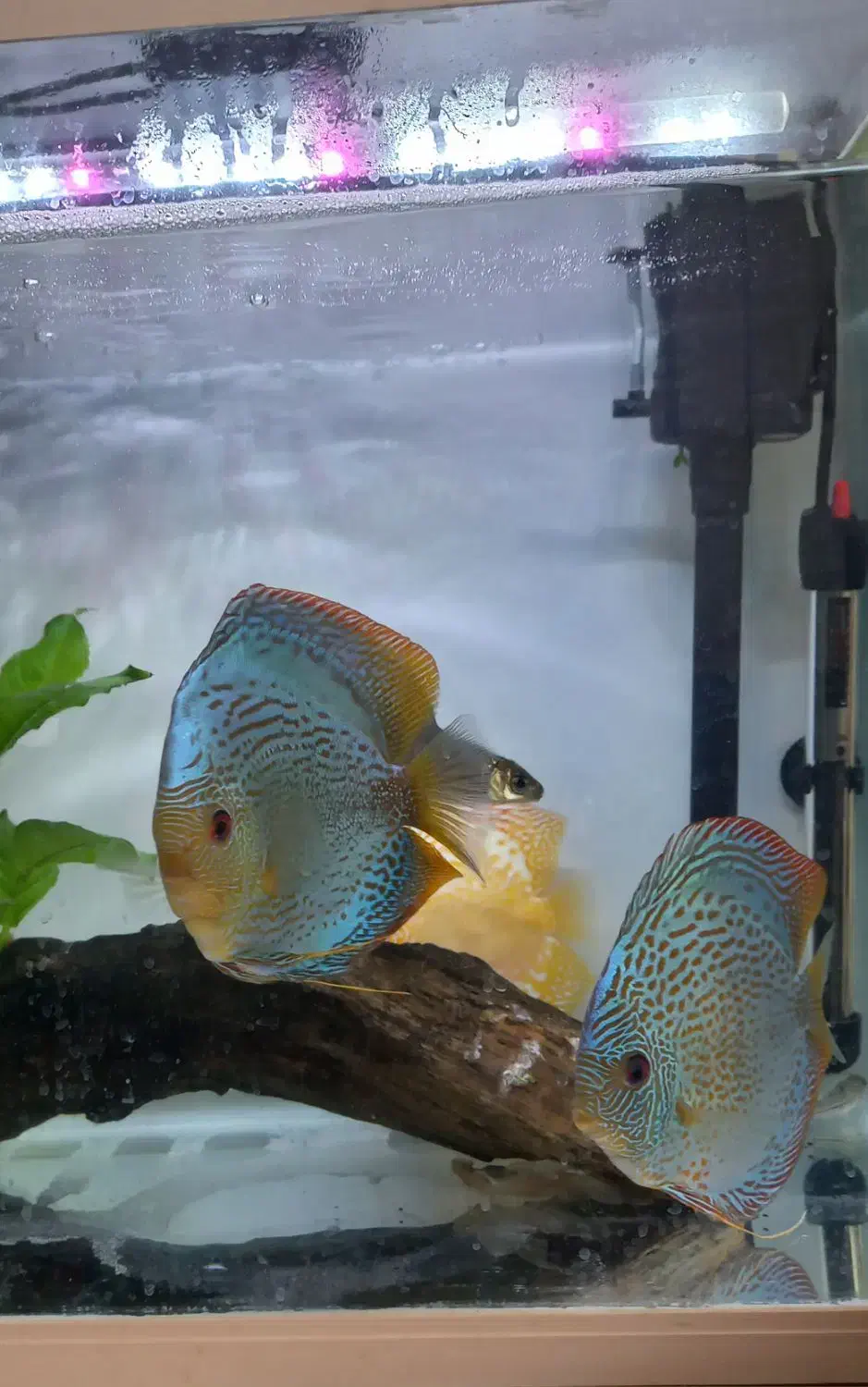 ماهی دیسکس بلو برلیانت|ماهی|شیراز, شهرک سراج|دیوار