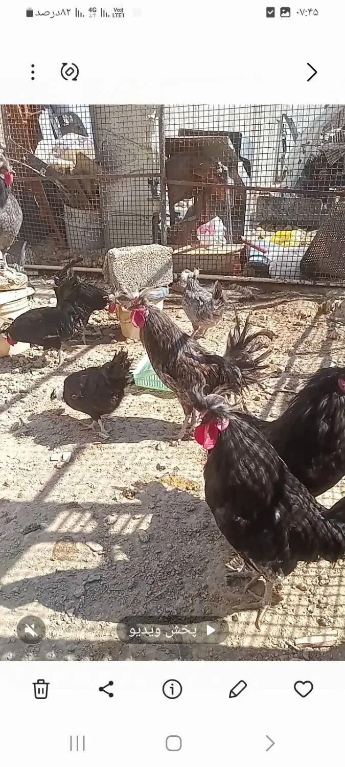 ۷ تا خروس لهستانی فروشی|حیوانات مزرعه|شاهدشهر, |دیوار