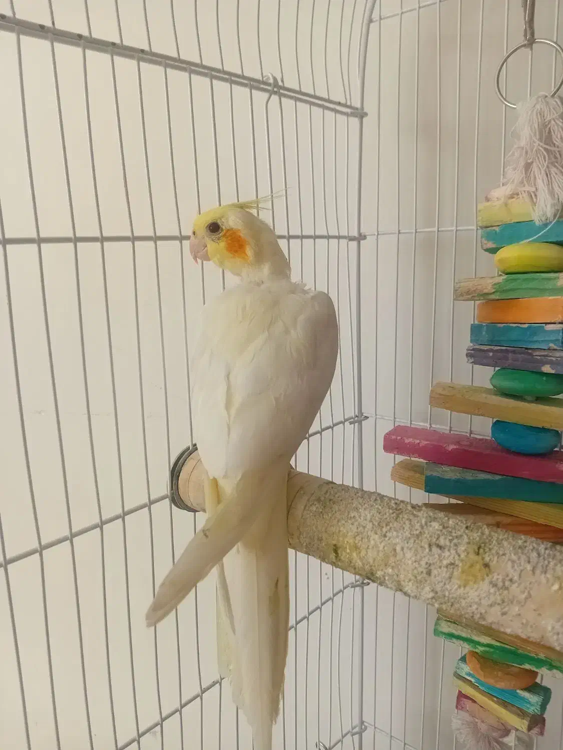 عروس هلندی نر|پرنده|پردیس, فاز ۲|دیوار