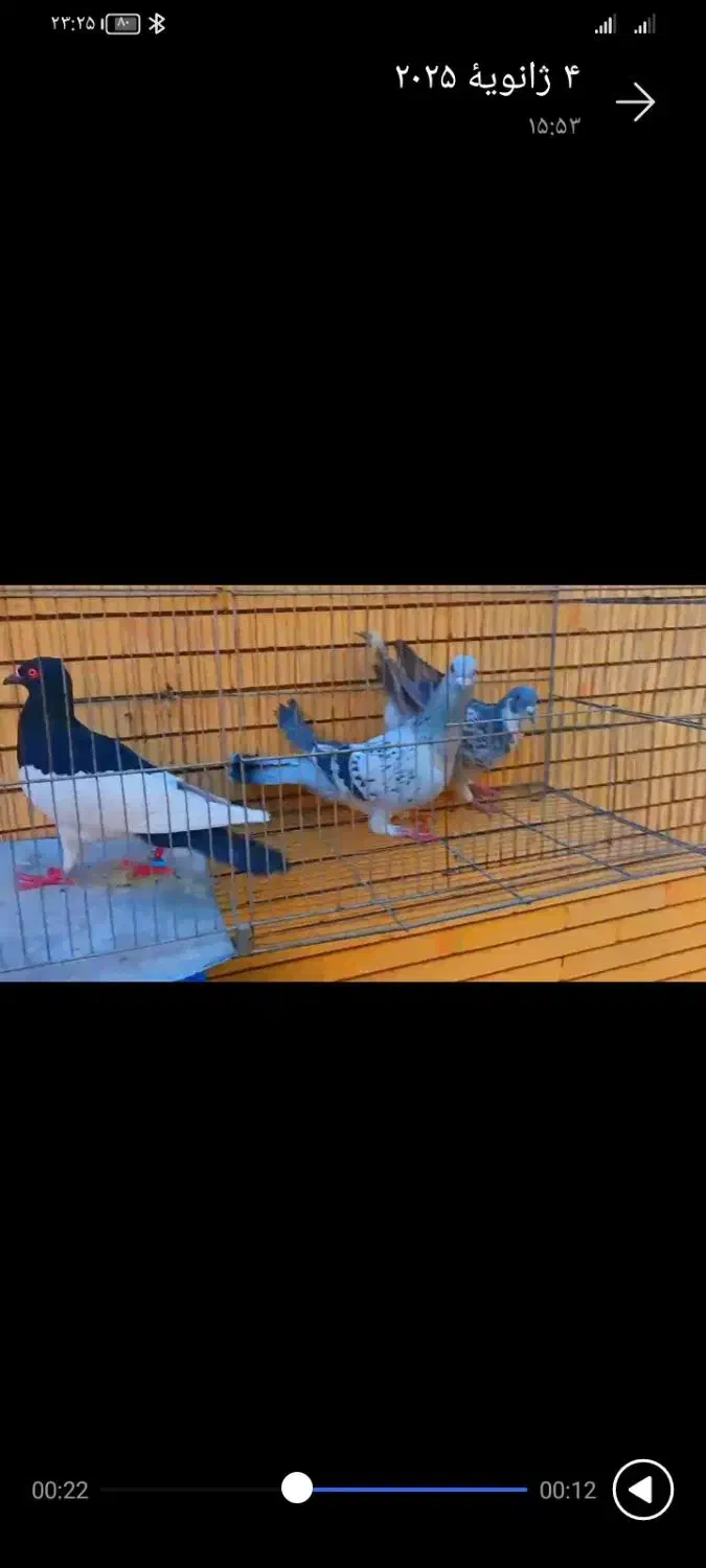 2تا نر سوراخ|پرنده|کرمان, |دیوار