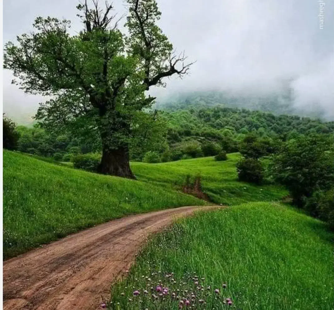 راهنمایی|فعالیت داوطلبانه|یزد, |دیوار