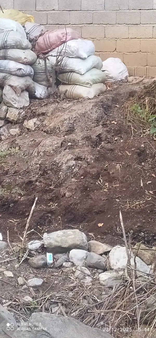 پهن گاو|خدمات باغبانی و درختکاری|اسالم, |دیوار