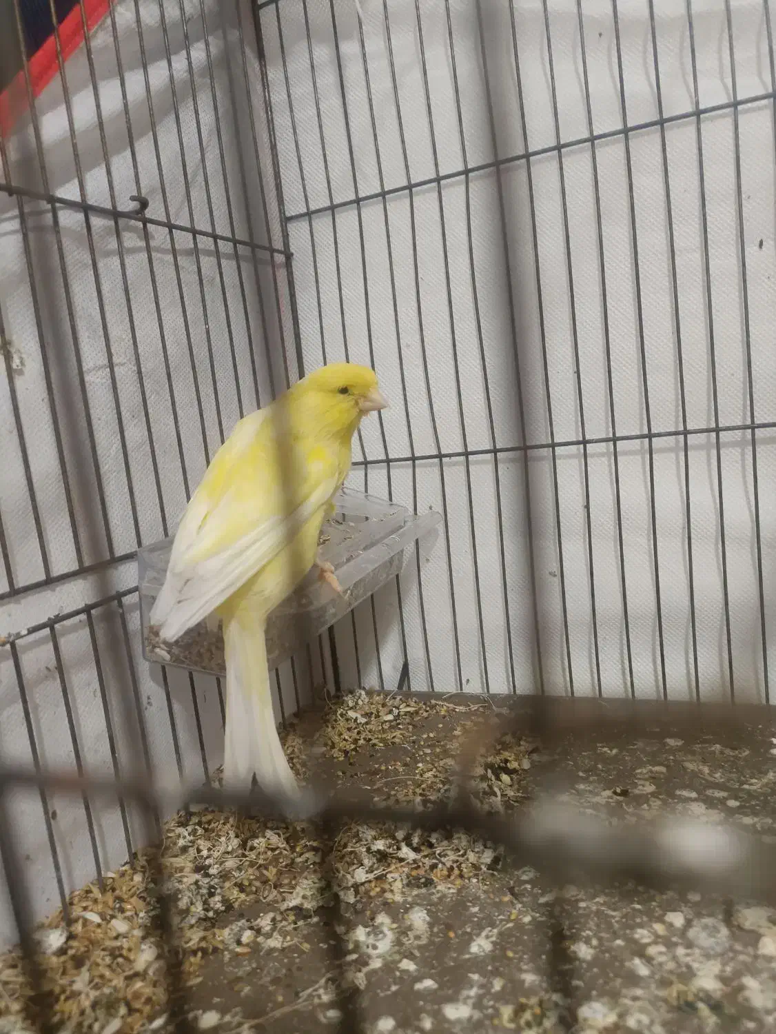 قناری|پرنده|سیرجان, |دیوار