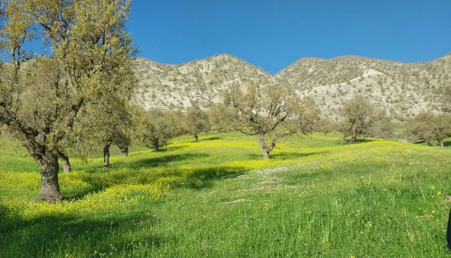 طبیعت|فعالیت داوطلبانه|ایلام, |دیوار