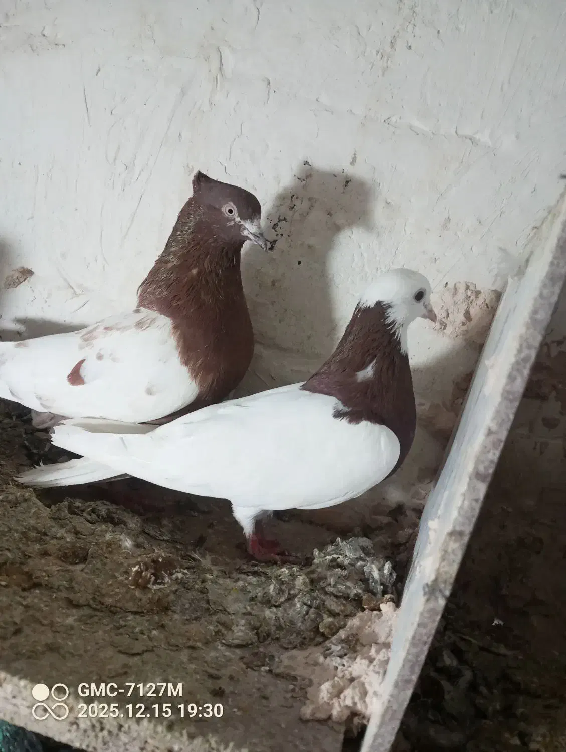 دو عددکبوتر هواگیر بازیدار طوقی قرمز کوینح|پرنده|بناب, |دیوار