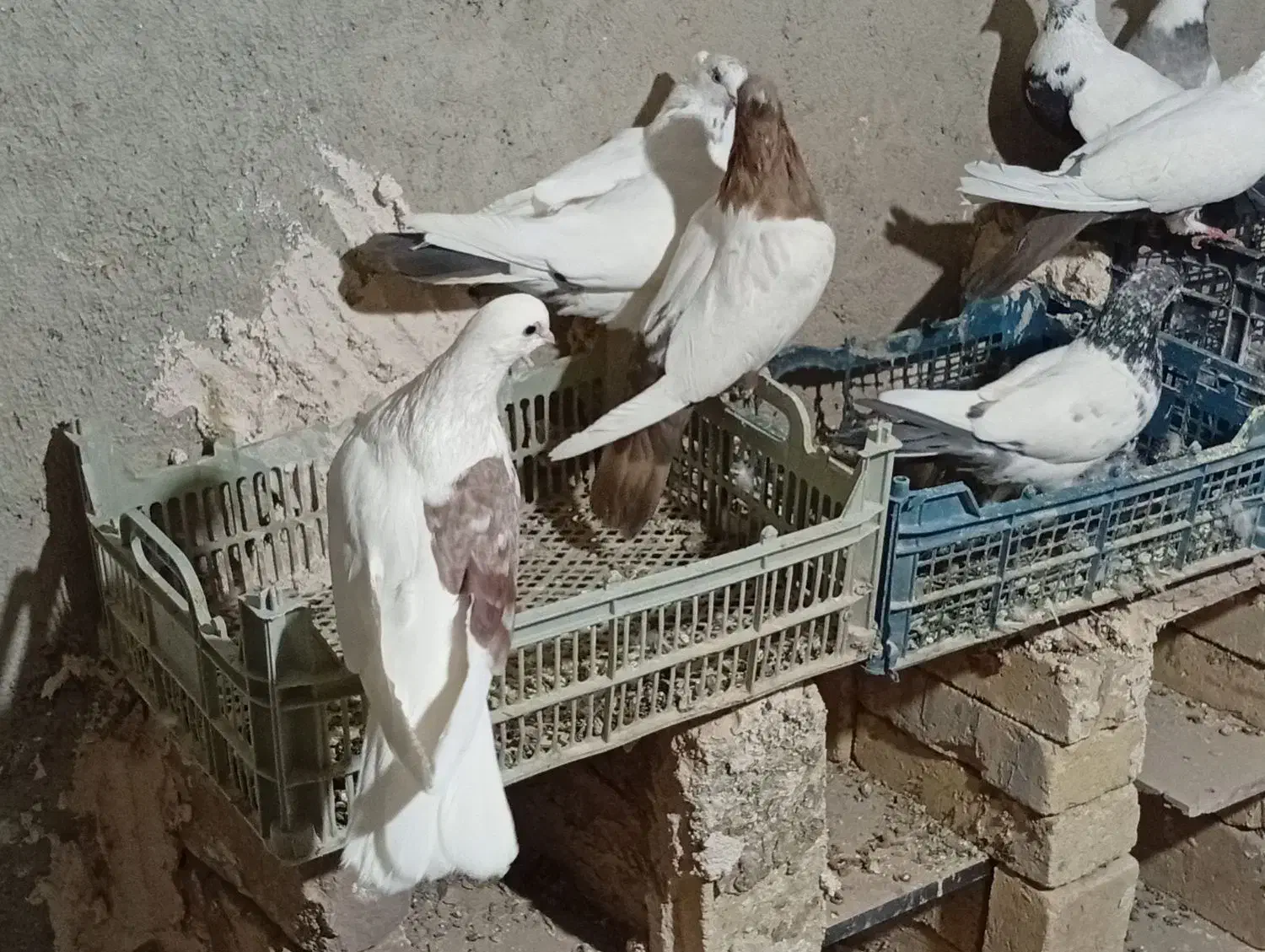 کبوتر|پرنده|رزن, |دیوار