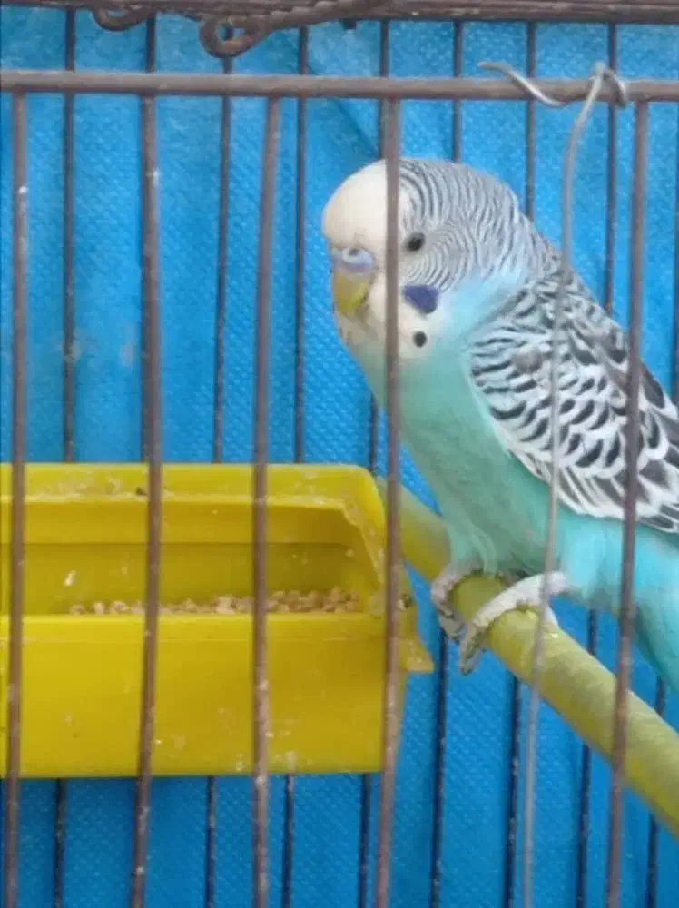 مرغ عشق|پرنده|اهواز, کمپلو جنوبی|دیوار