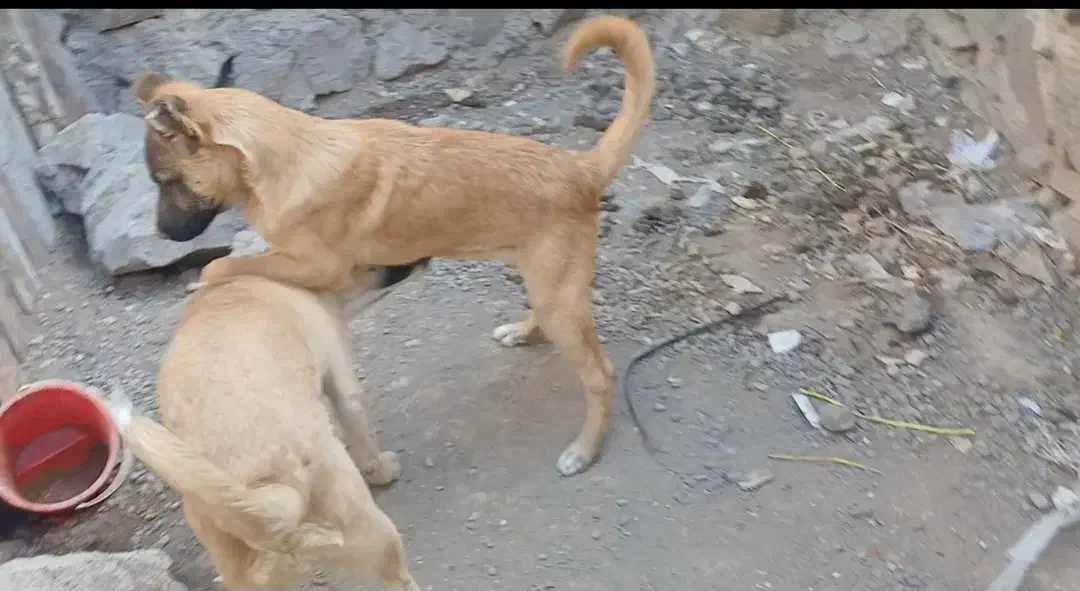 توله سرابی شجره دار|سگ|رباطکریم, رباطکریم|دیوار