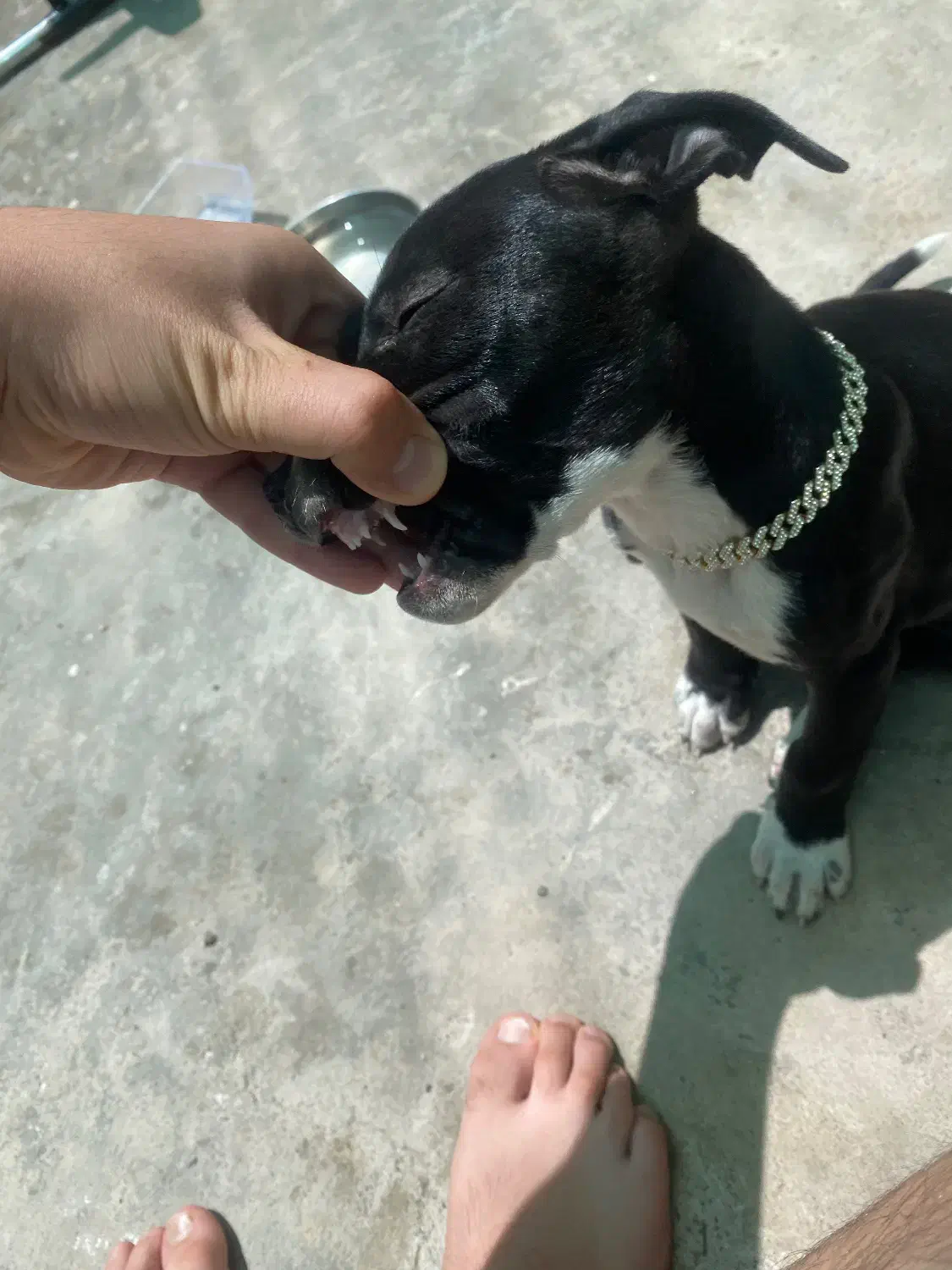 پیتبول بلک|سگ|کرمان, |دیوار