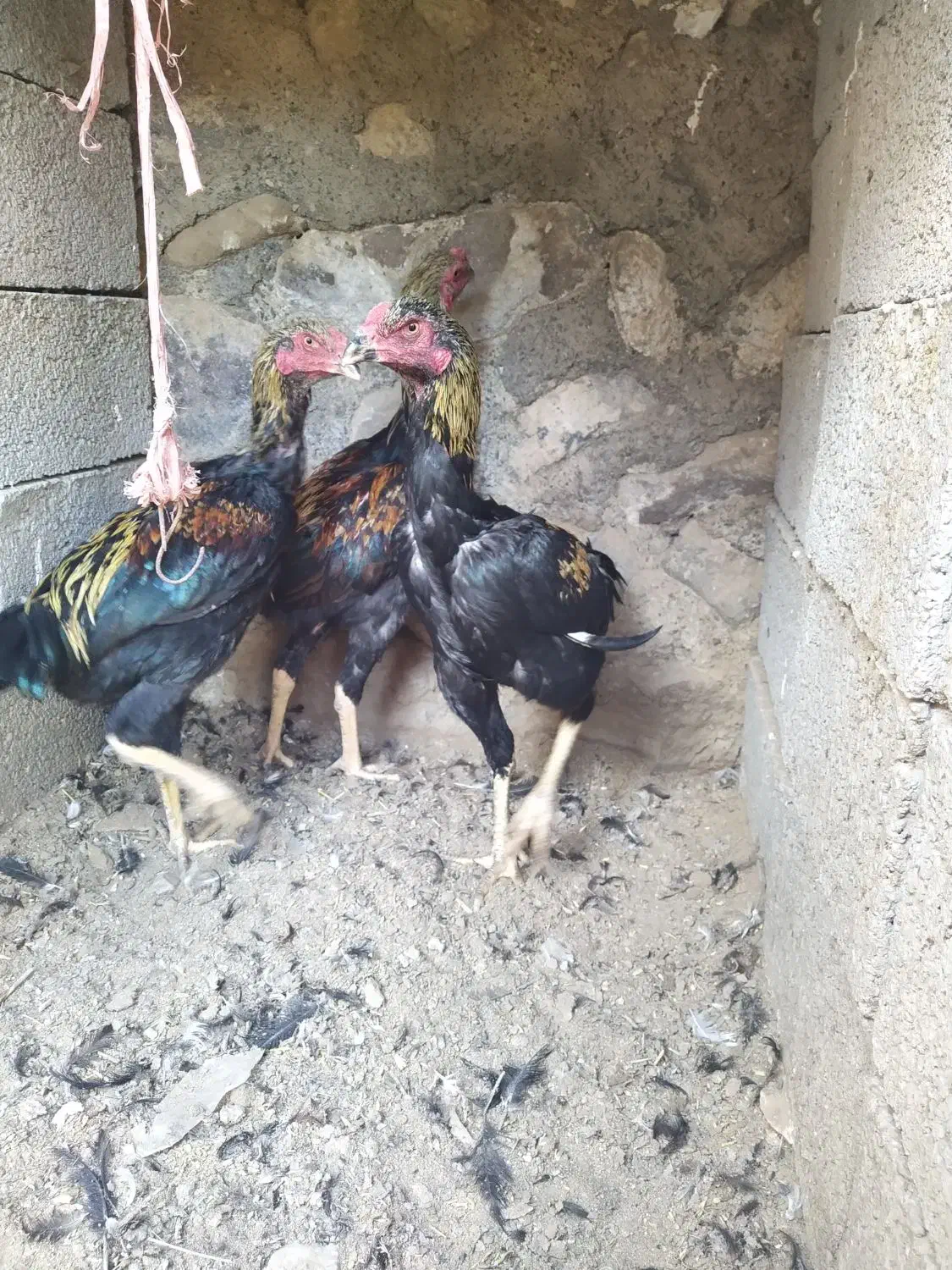 جوجه و خروس لاری ومرغ لاری|حیوانات مزرعه|تبریز, |دیوار