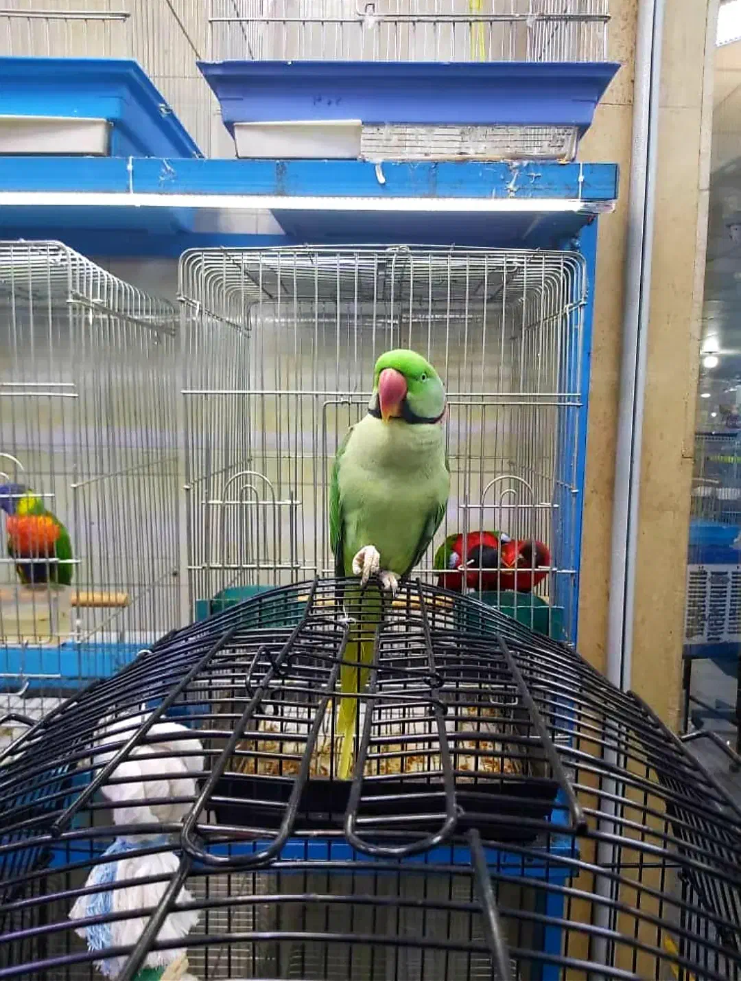 رفع استرس وتنهایی باشاه طوطی زیبا|پرنده|اهواز, پادادشهر|دیوار