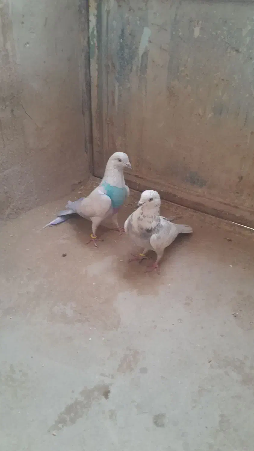 کفتر فروشی دونی ۱۰۰همه سالم سالم هسن|پرنده|بافق, |دیوار