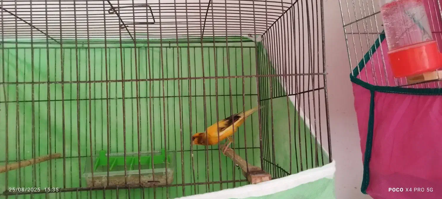 فورشی|پرنده|شفت, |دیوار