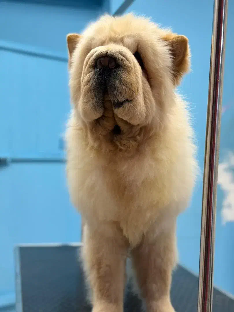 چاچاو|سگ|کرمان, |دیوار